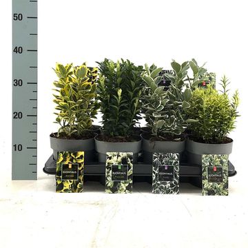 Euonymus japonicus MIX