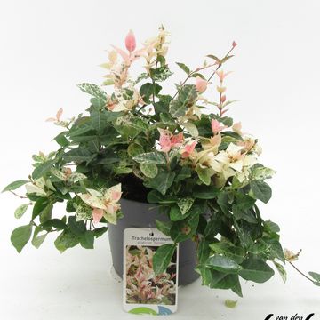 Trachelospermum asiaticum 'Tricolor'