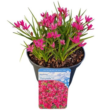 x Rhodoxis FAIRYTALE