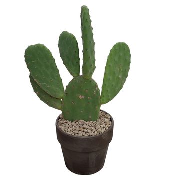 Opuntia tomentosa