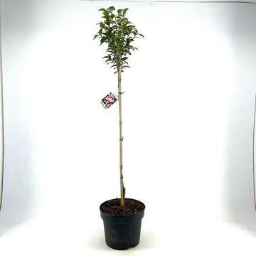 Camellia 'Spring Festival'