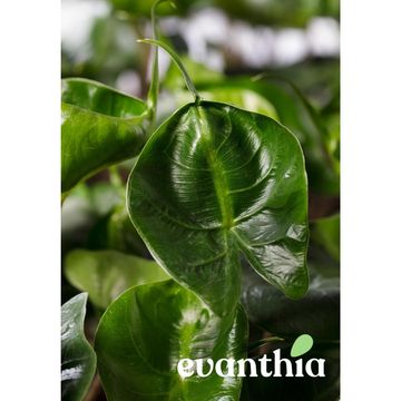 Alocasie 'Stingray'