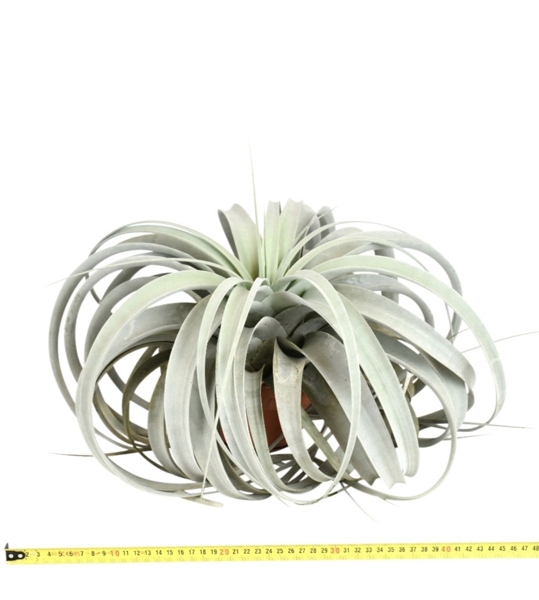 Tillandsia xerographica — Plant Wholesale FlorAccess
