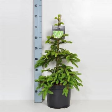 Picea abies 'Inversa'