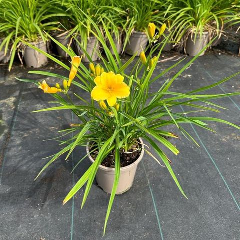 Hemerocallis 'Stella de Oro'