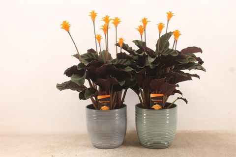 Calathea crocata TASSMINIA