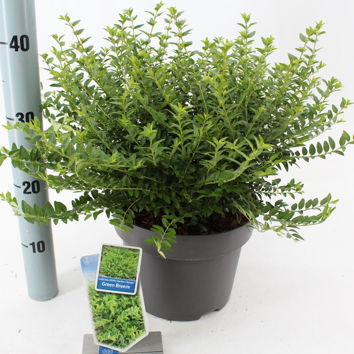 lamp plants 2 Head LED Plant Lamp, Full Spectrum Plant Light with Auto on/off Time –  Niello Shop main image 0