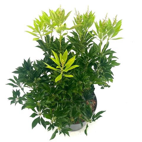 Pieris japonica 'Passion'