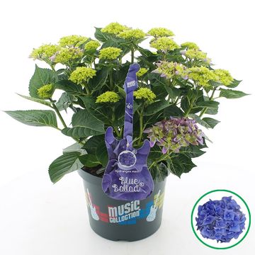 Hydrangea macrophylla MIX