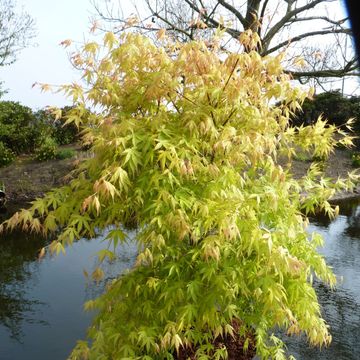 Acer palmatum 'Katsura'