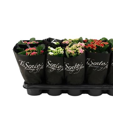 Kalanchoe blossfeldiana CALANDIVA MIX