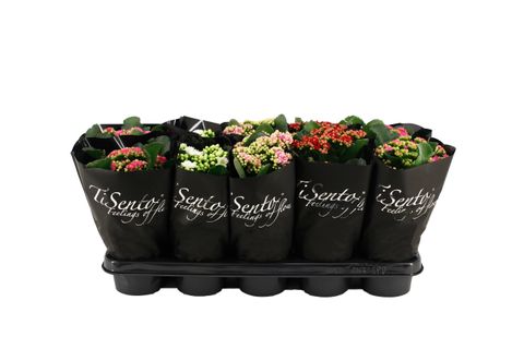 Kalanchoe blossfeldiana CALANDIVA MIX