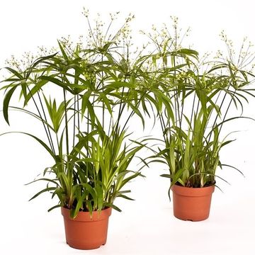 Cyperus papyrus 'Green Gold'
