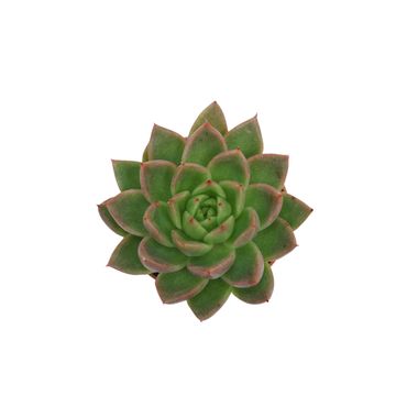 Echeveria agavoides