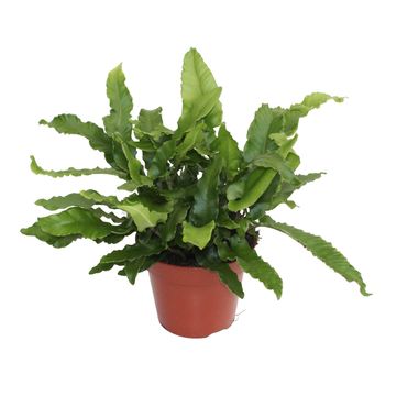 Asplenium scolopendrium