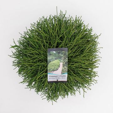 Chamaecyparis pisifera 'Filifera Nana'