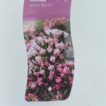 Andromeda polifolia 'Blue Ice'