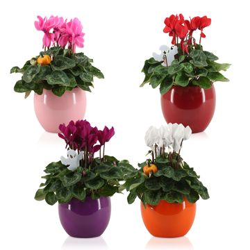 Cyclamen persicum SUPER SERIE S ALLURE MIX