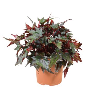 Begonia JUNGLE WONDERS MIX