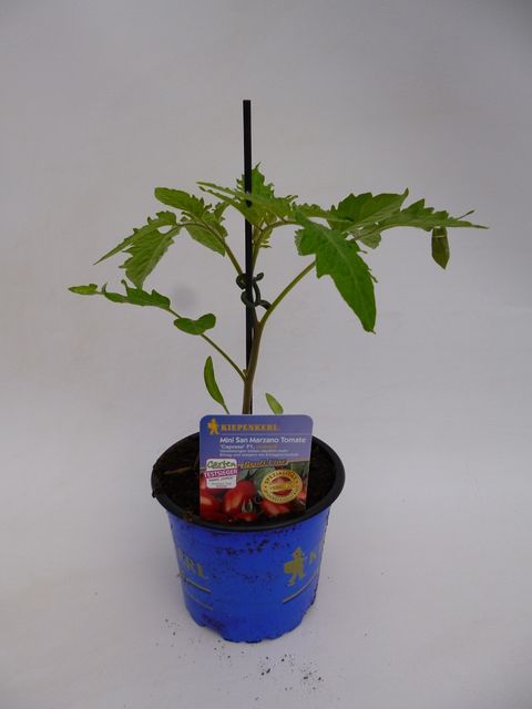 Solanum lycopersicum 'Caprese'