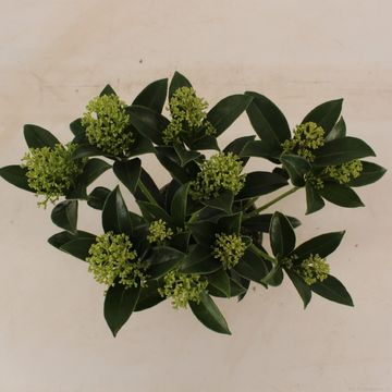 Skimmia japonica 'Marlot'