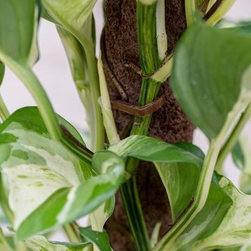 Kratiste - Biodegradable pole