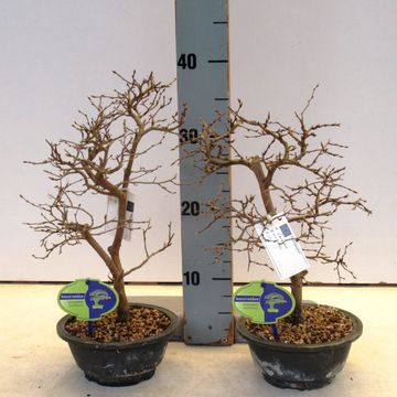 Carpinus japonica