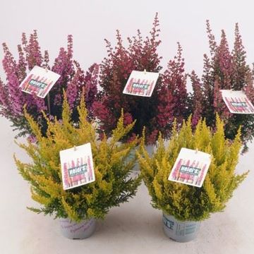 Erica gracilis HEIDI'S MIX