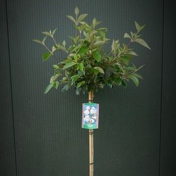 Viburnum opulus 'Compactum'