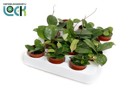 Hoya MIX