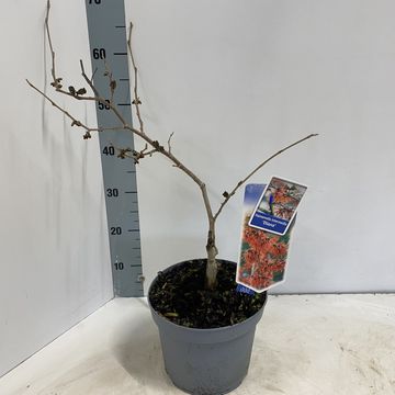 Hamamelis x intermedia 'Diane'