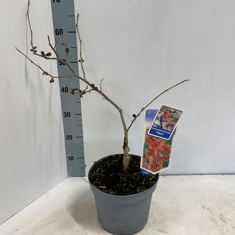 Hamamelis x intermedia 'Diane'
