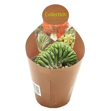 Trichocereus pachanoi cristata