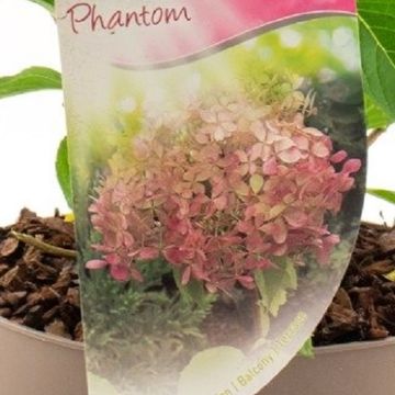 Hydrangea paniculata 'Phantom'