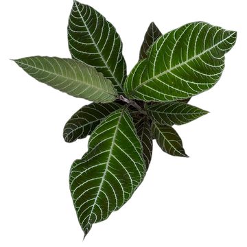 Ardisia gigantifolia