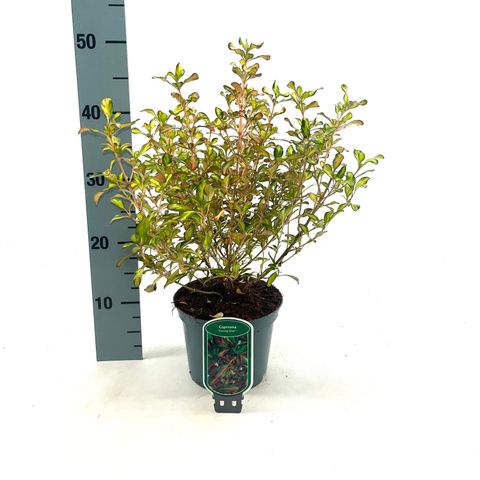 Coprosma 'Evening Glow'