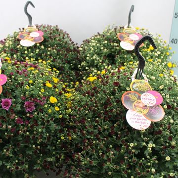 Chrysanthemum SKYFALL MIX IN POT