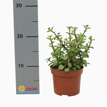 Portulacaria afra