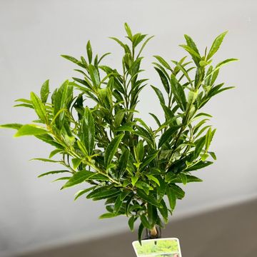 Prunus laurocerasus SOFIA