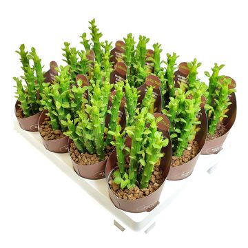 Euphorbia bisellenbeckii