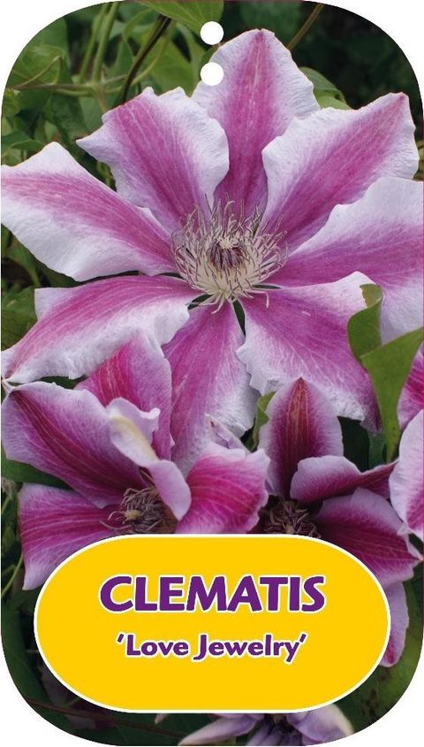 Clematis 'Love Jewelry' (EL)