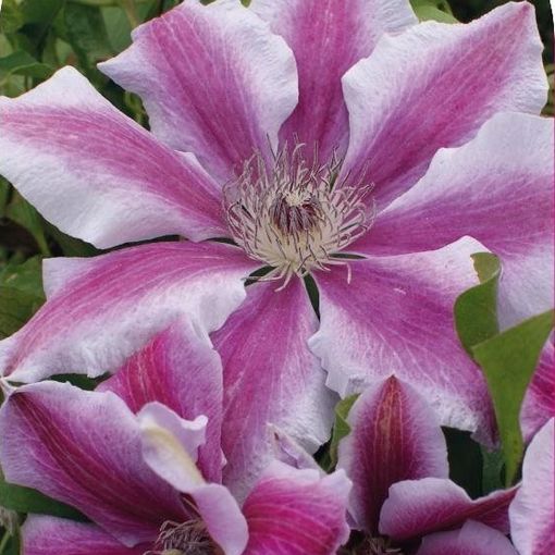 Clematis 'Love Jewelry' (EL)