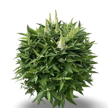 Buddleja davidii BUTTERFLY CANDY LITTLE WHITE