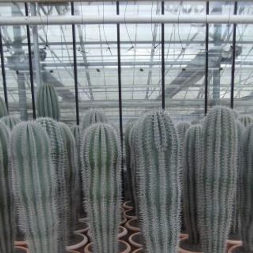 Pachycereus pringlei