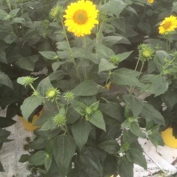 Helianthus 'Flying Saucers'