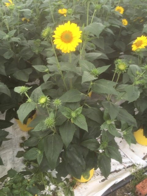 Helianthus 'Flying Saucers'