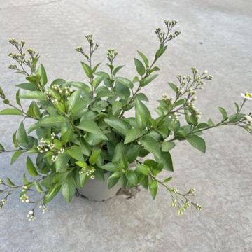 Solanum jasminoides 'Lillirom'