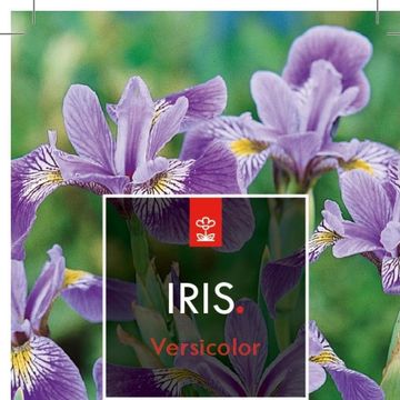 Iris versicolor
