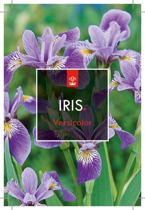 Iris versicolor