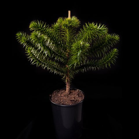 Araucaria araucana
